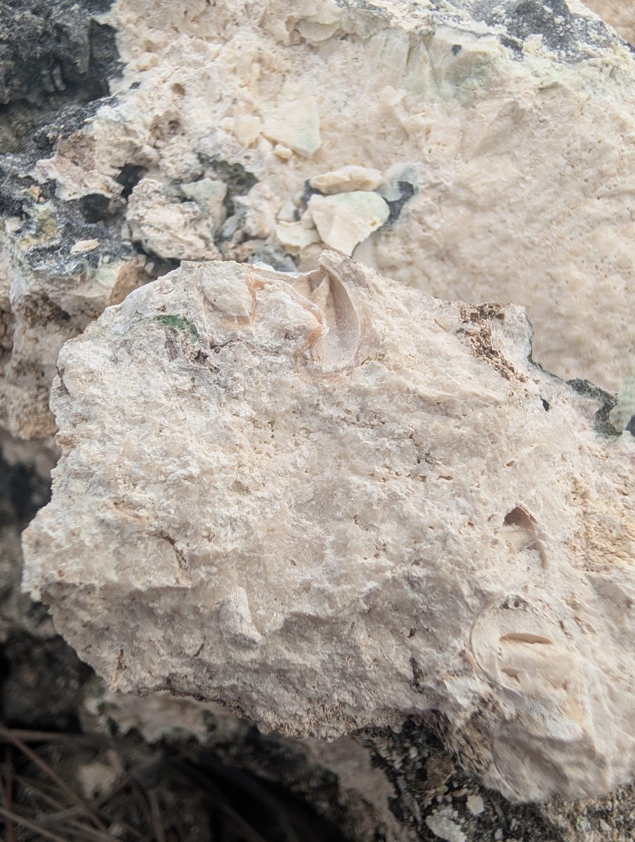 HS119 back-reef encrustation: Photos show back-reef bioencrusters or cement draped over the top of a fossil coral, replacing visible coral texture over a few centimeters of relief.