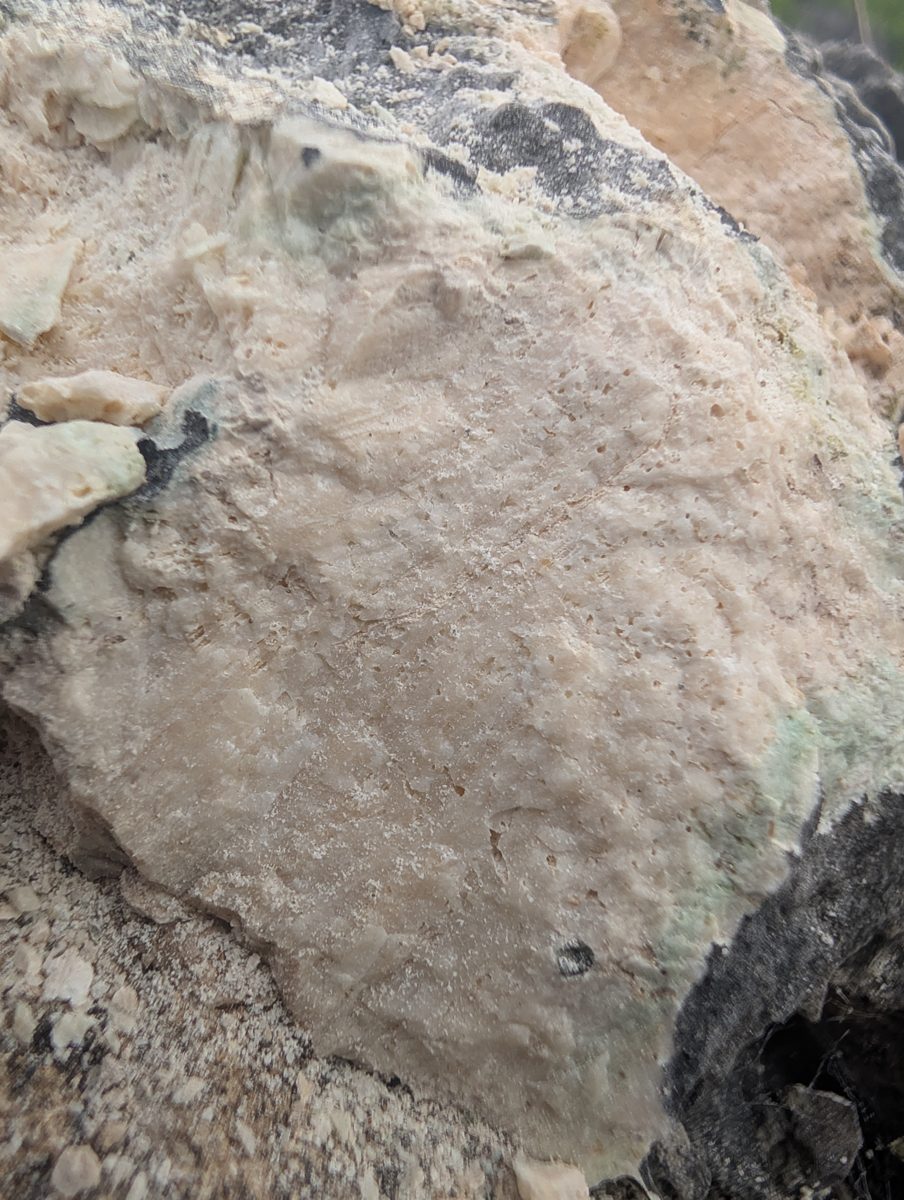 HS119 back-reef encrustation: Photos show back-reef bioencrusters or cement draped over the top of a fossil coral, replacing visible coral texture over a few centimeters of relief.