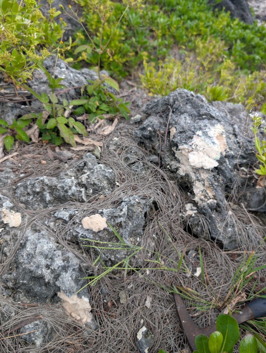 HS119 back-reef encrustation: Photos show back-reef bioencrusters or cement draped over the top of a fossil coral, replacing visible coral texture over a few centimeters of relief.