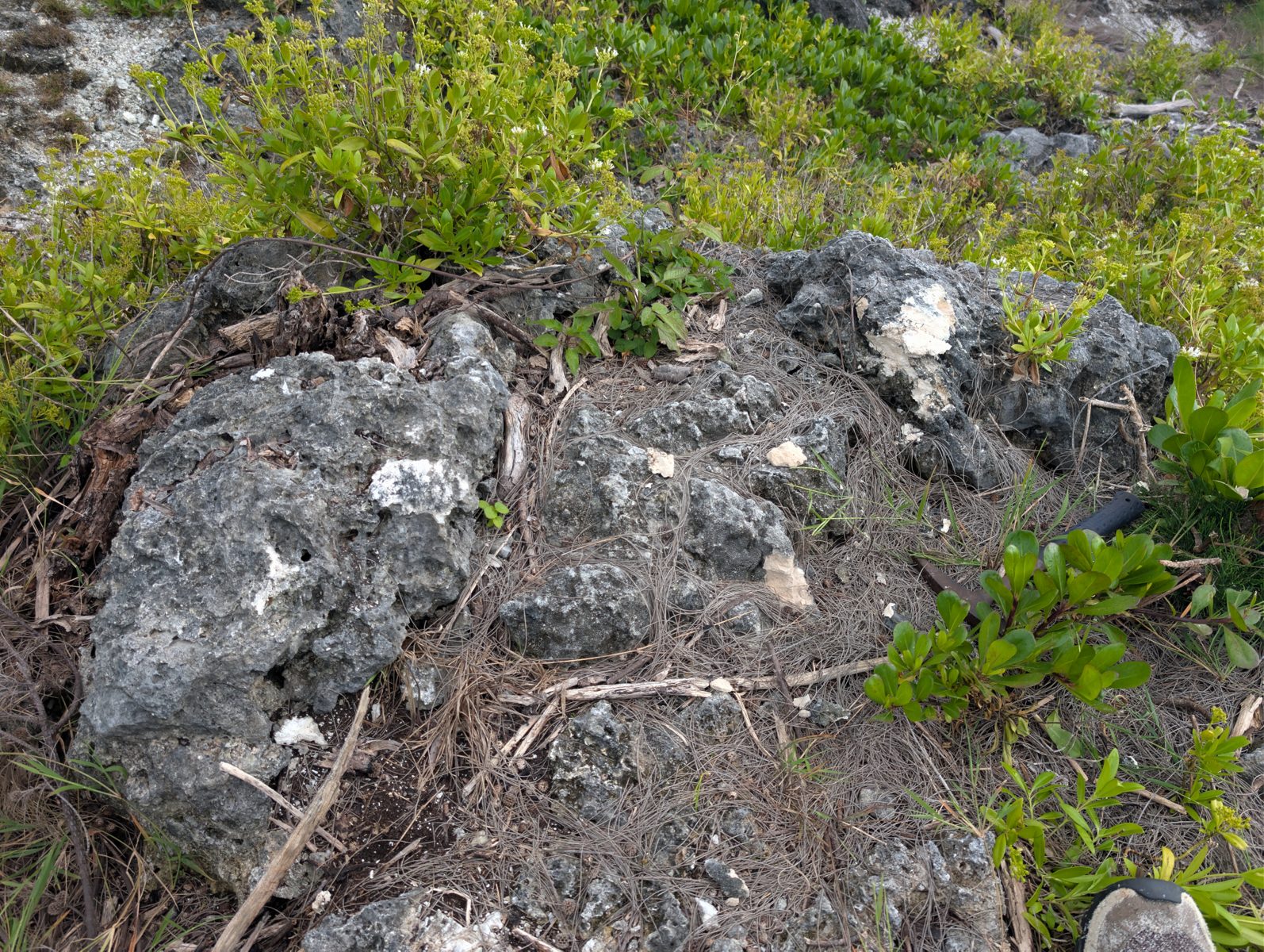 HS119 back-reef encrustation: Photos show back-reef bioencrusters or cement draped over the top of a fossil coral, replacing visible coral texture over a few centimeters of relief.