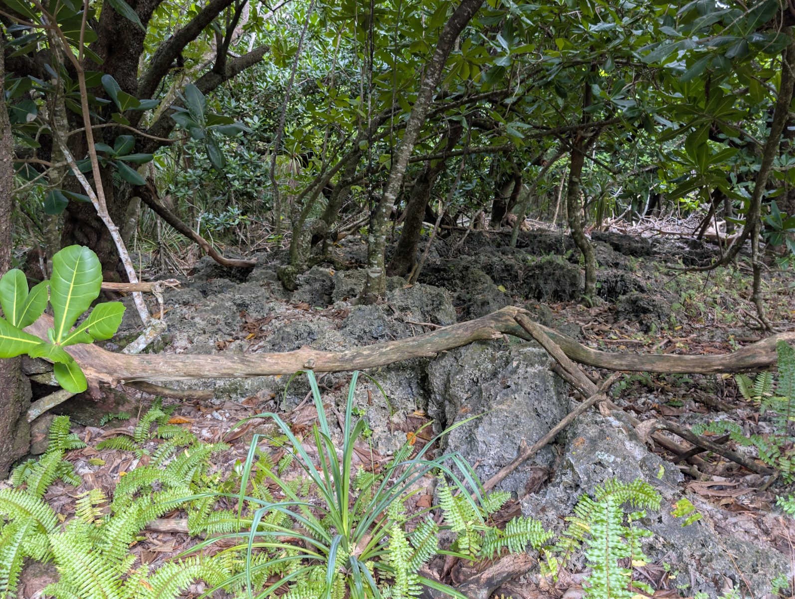 HS119 inland coral framework: Inland from the road, limestone outcrops under large trees show less obvious but still present coral-framework fabric, with elevation possibly creeping upward.