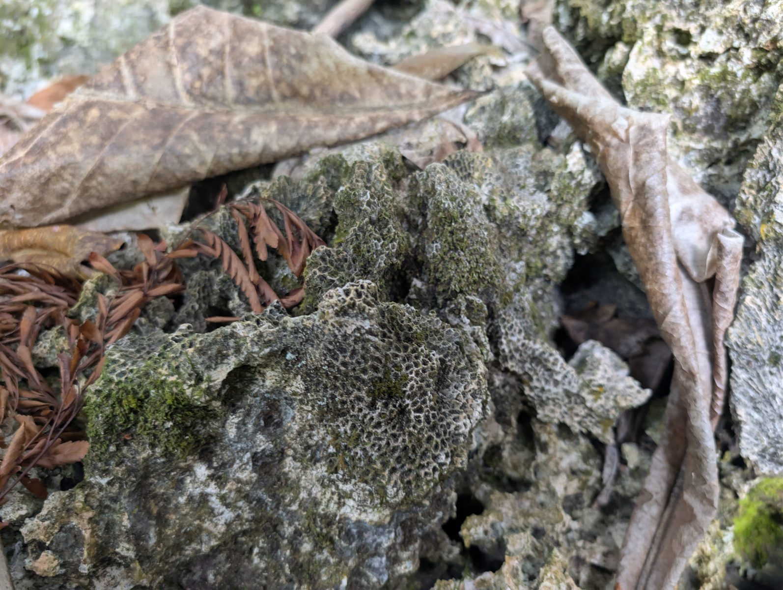 HS119 inland coral framework: Inland from the road, limestone outcrops under large trees show less obvious but still present coral-framework fabric, with elevation possibly creeping upward.