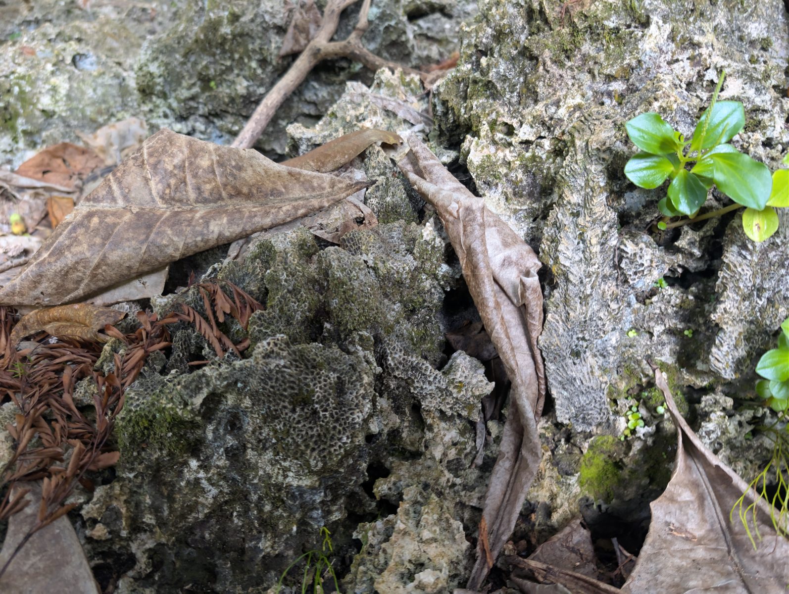 HS119 inland coral framework: Inland from the road, limestone outcrops under large trees show less obvious but still present coral-framework fabric, with elevation possibly creeping upward.