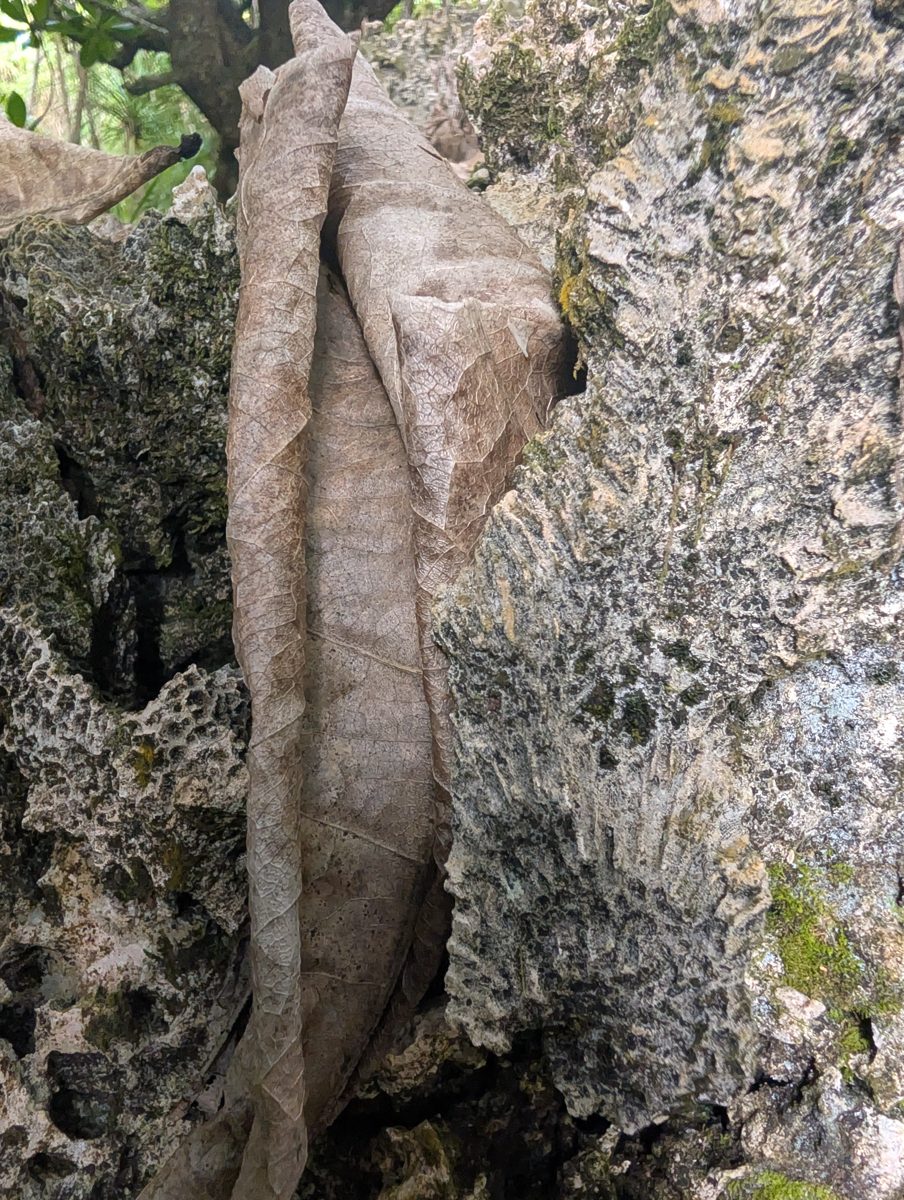 HS119 inland coral framework: Inland from the road, limestone outcrops under large trees show less obvious but still present coral-framework fabric, with elevation possibly creeping upward.