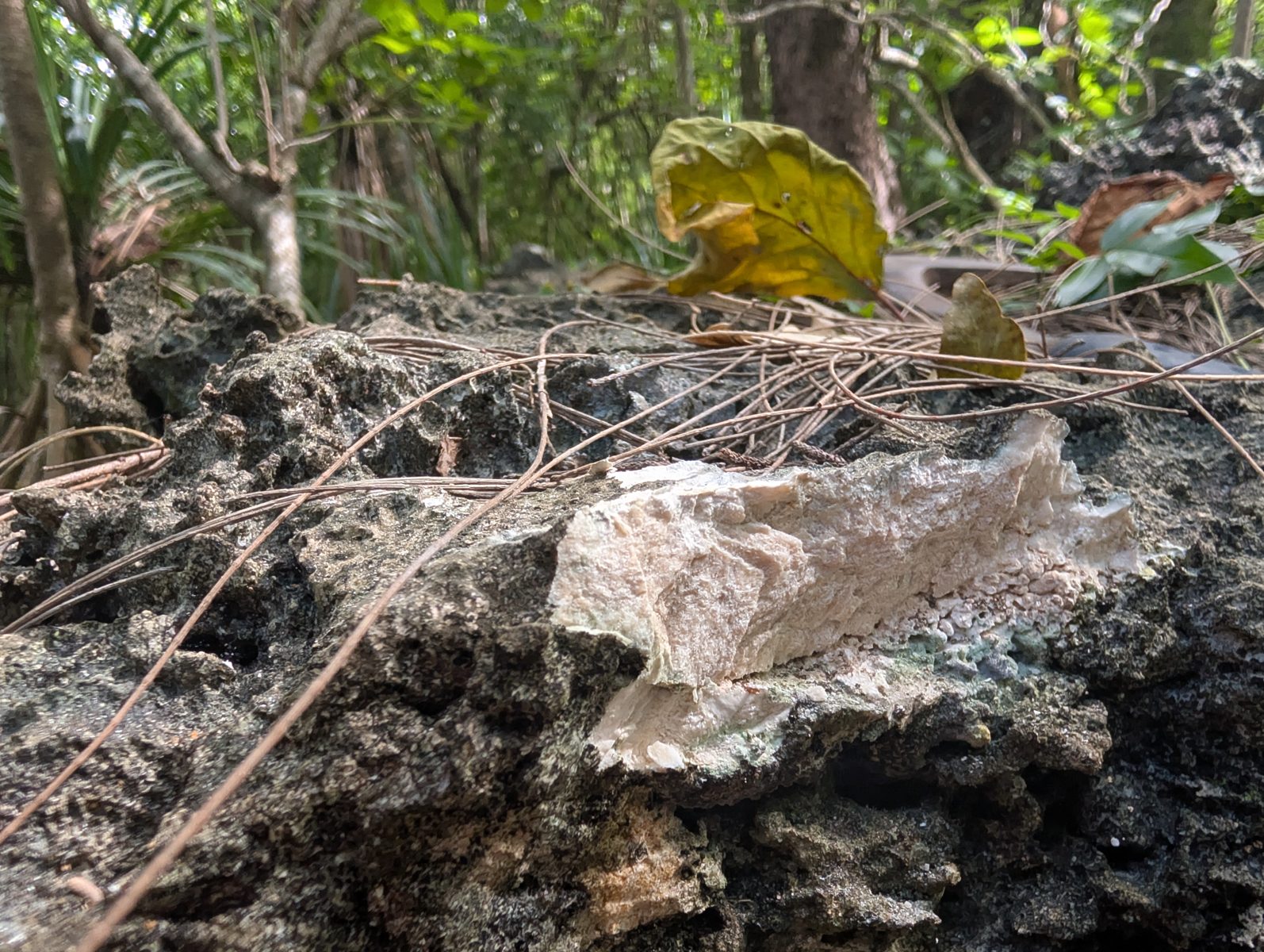 HS119 inland makatea continuation: Makatea continues inland with mounded forest topography, less obvious coral, and preserved coral framework plus bioencrusters in broken pieces.
