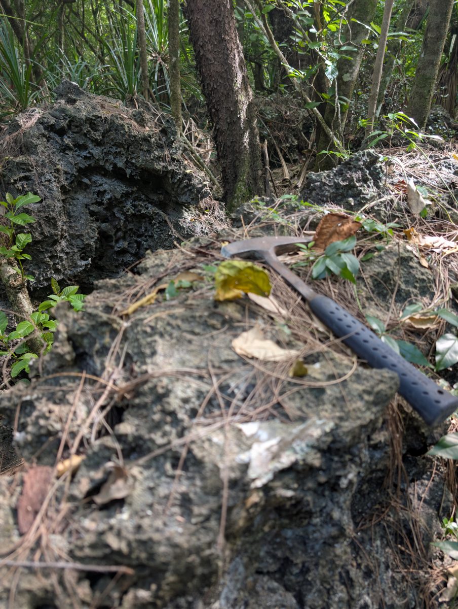 HS119 inland makatea continuation: Makatea continues inland with mounded forest topography, less obvious coral, and preserved coral framework plus bioencrusters in broken pieces.
