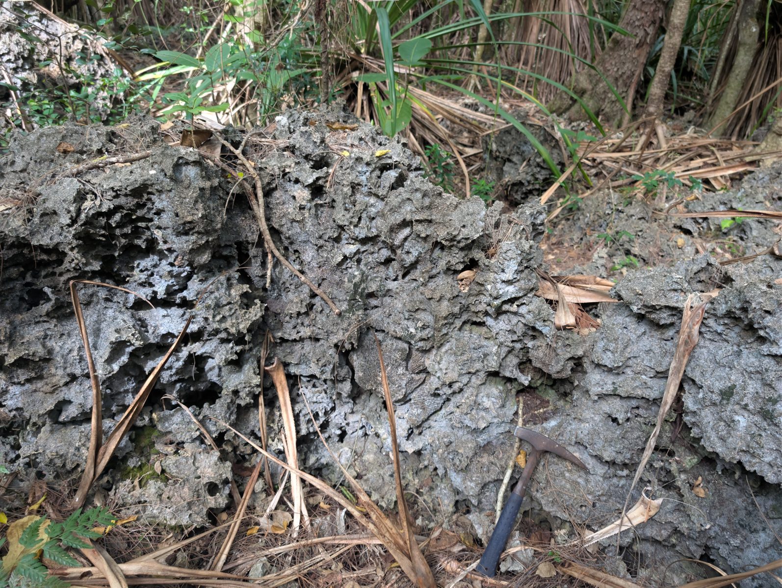 HS119 upper-layer corals: Corals are less common but persist in the upper layer inland from HS119.