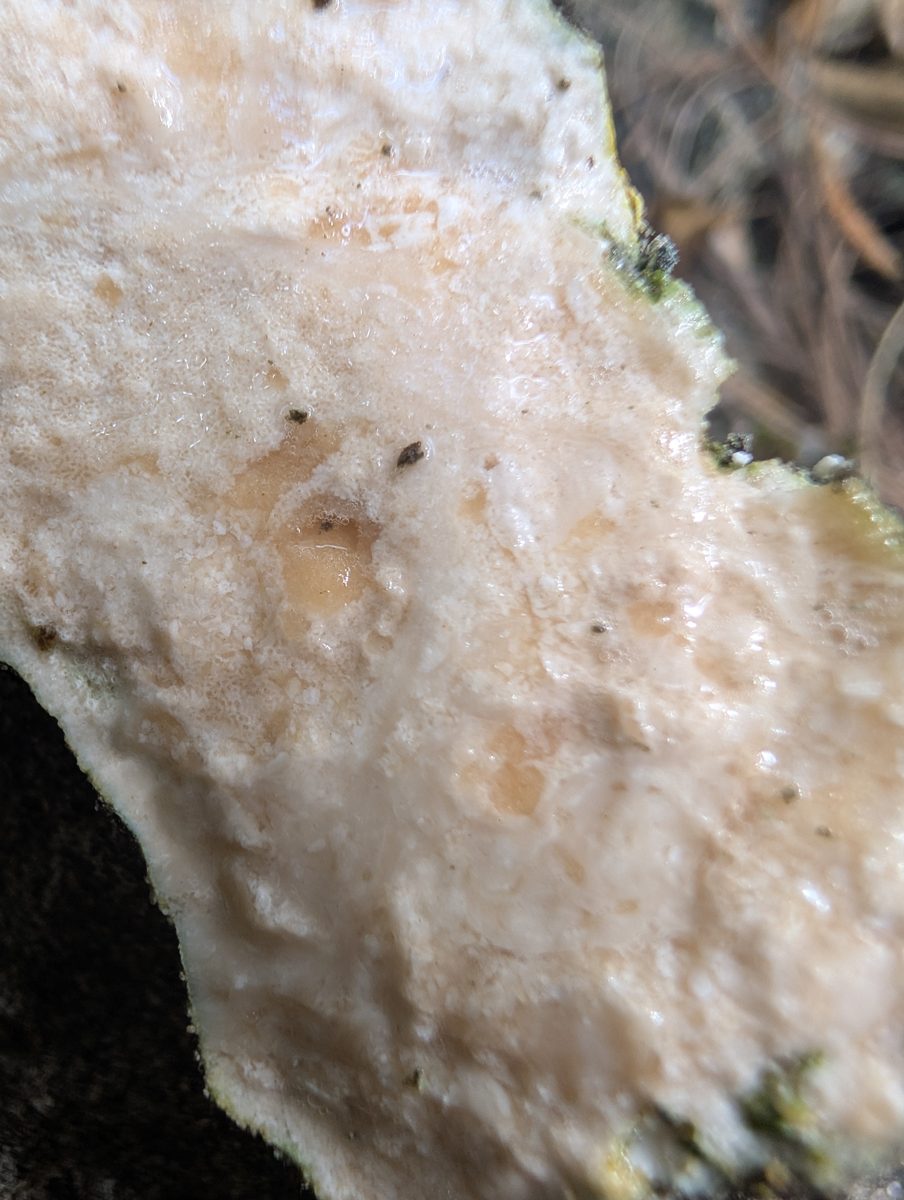 HS119 upper-layer corals: Corals are less common but persist in the upper layer inland from HS119.