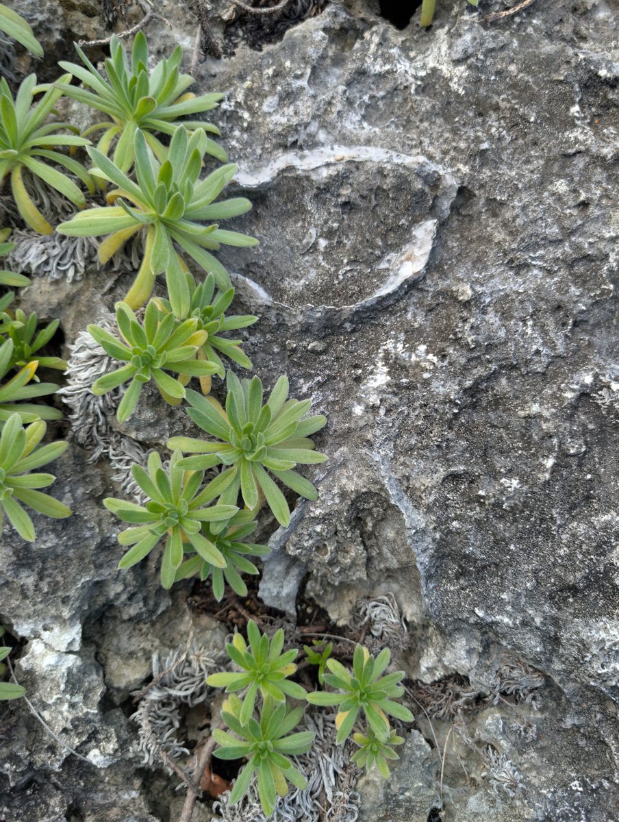 HS120 framework and Tridacna: Framework coral, large Tridacna, and standard reef species were noted, with no obvious second layer or horizon.
