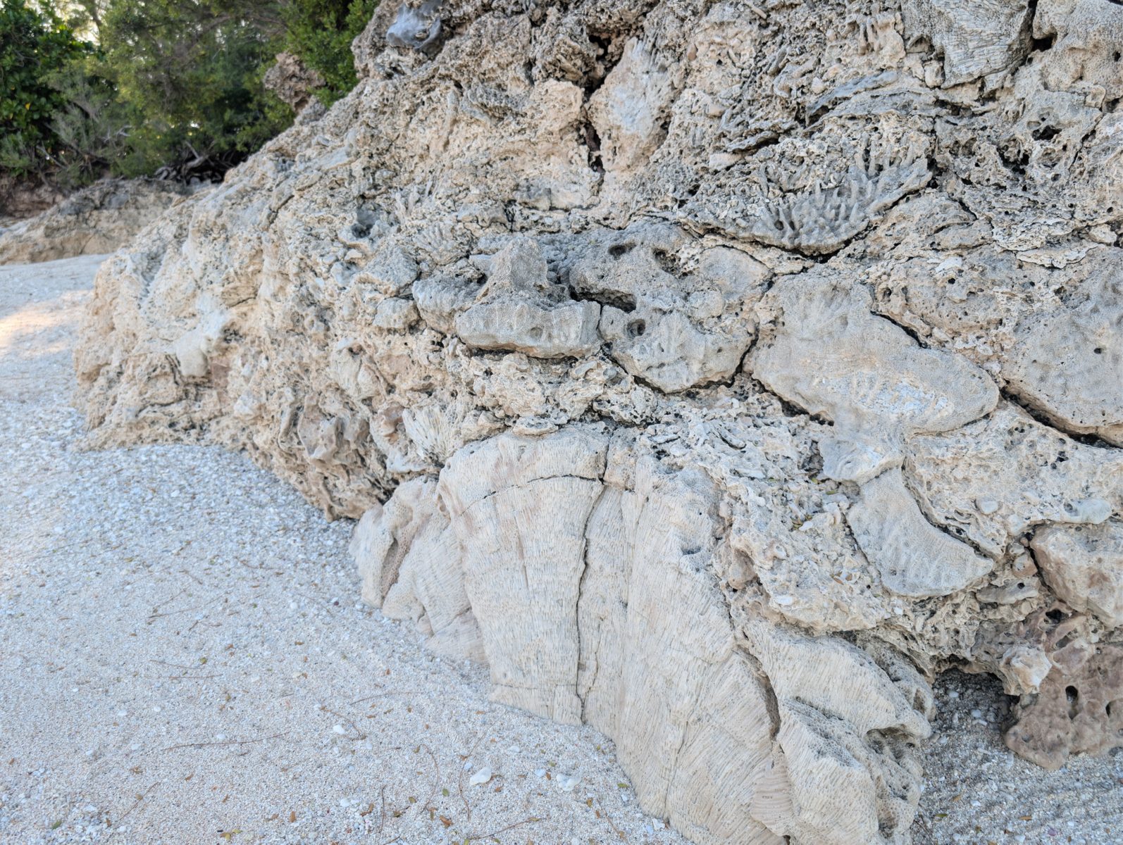 The outcrop includes V-shaped coral plates whose formation mechanism was unresolved in the field.