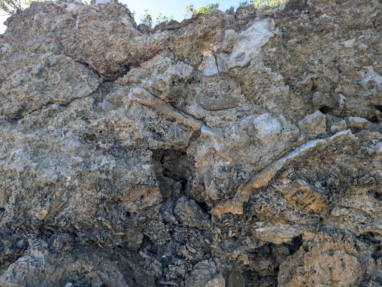 The outcrop includes V-shaped coral plates whose formation mechanism was unresolved in the field.
