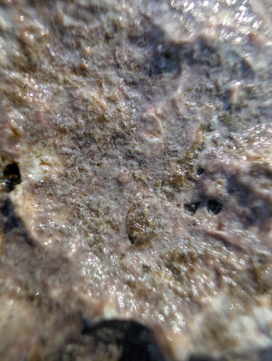 Curvilinear micrite features: Long straight to curvilinear micrite-like carbonate features may be mound caps, infill, or fractures; interpretation remains unresolved.