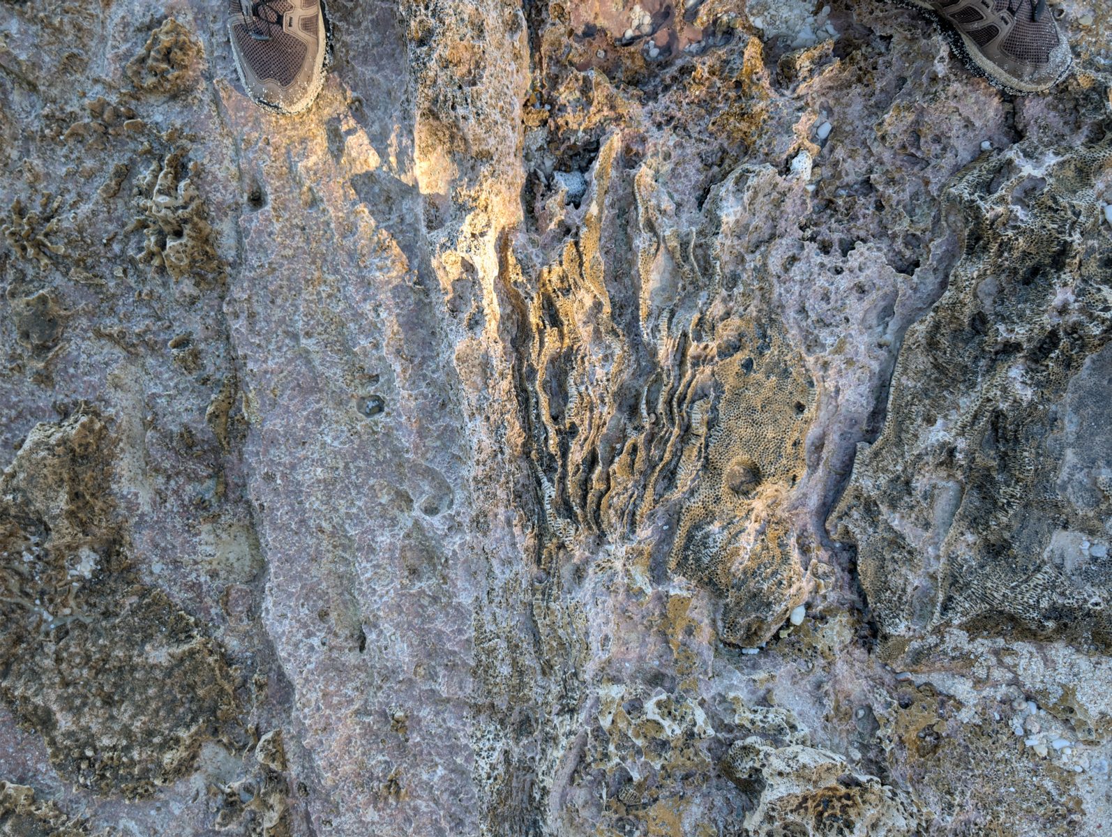 Curvilinear micrite features: Long straight to curvilinear micrite-like carbonate features may be mound caps, infill, or fractures; interpretation remains unresolved.