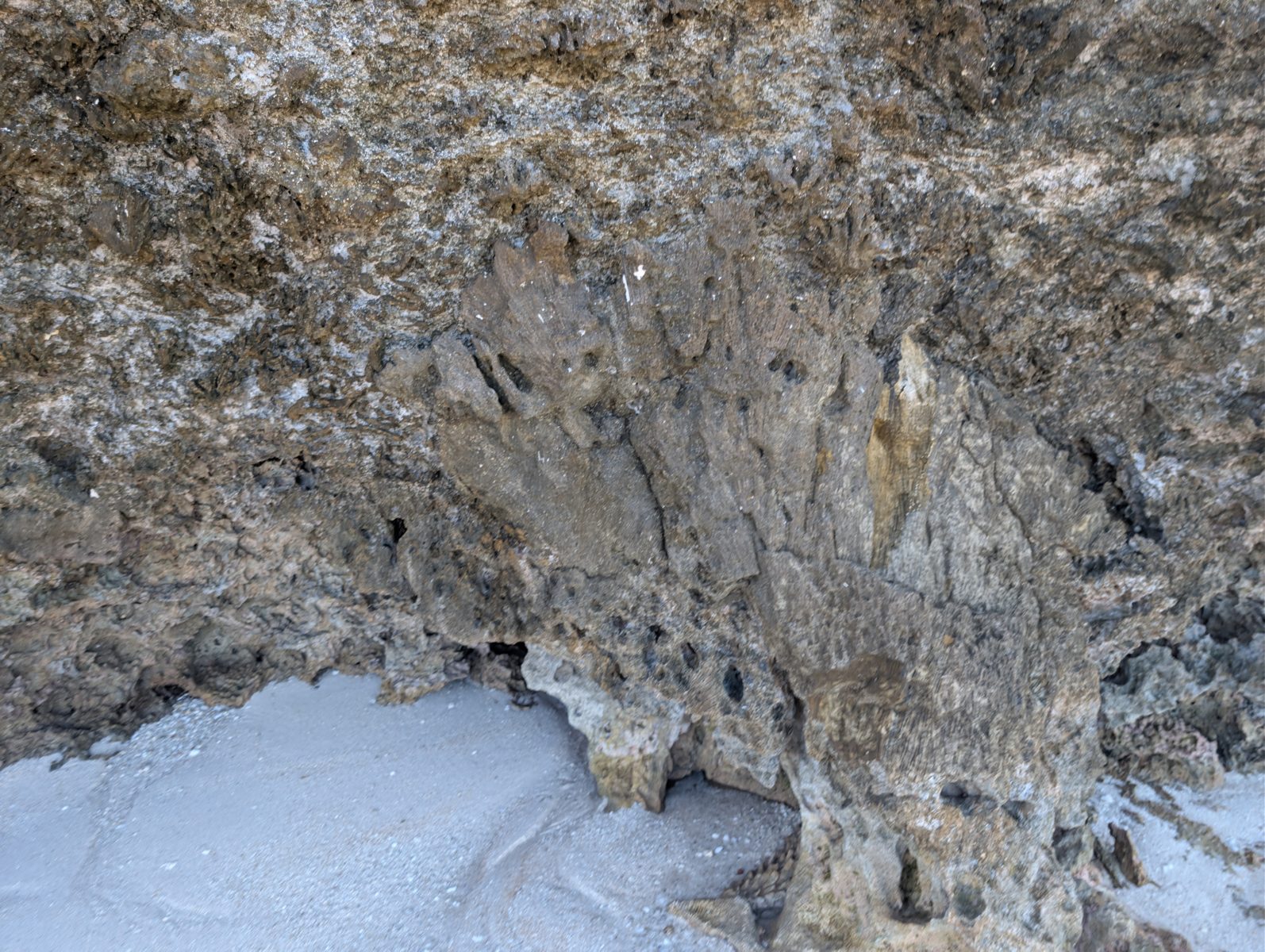 The base of the outcrop contains many large in-situ corals.