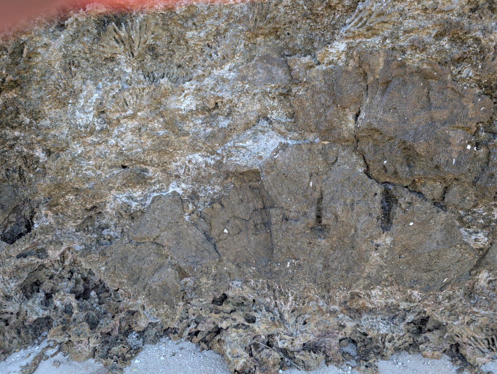 The base of the outcrop contains many large in-situ corals.