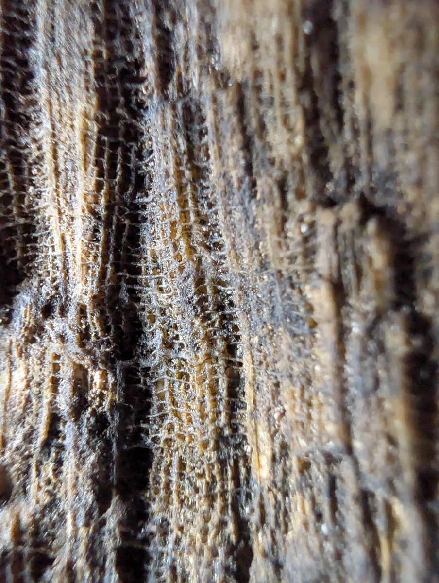The base of the outcrop contains many large in-situ corals.