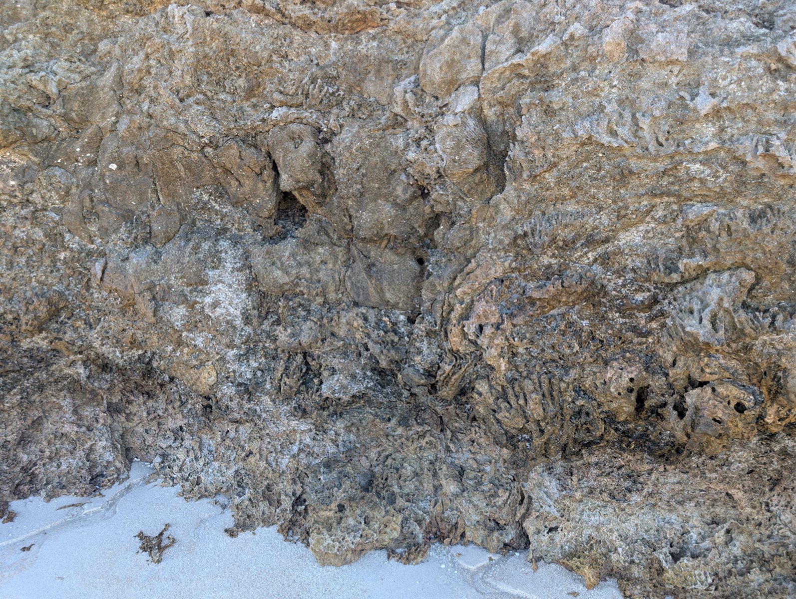 The base of the outcrop contains many large in-situ corals.