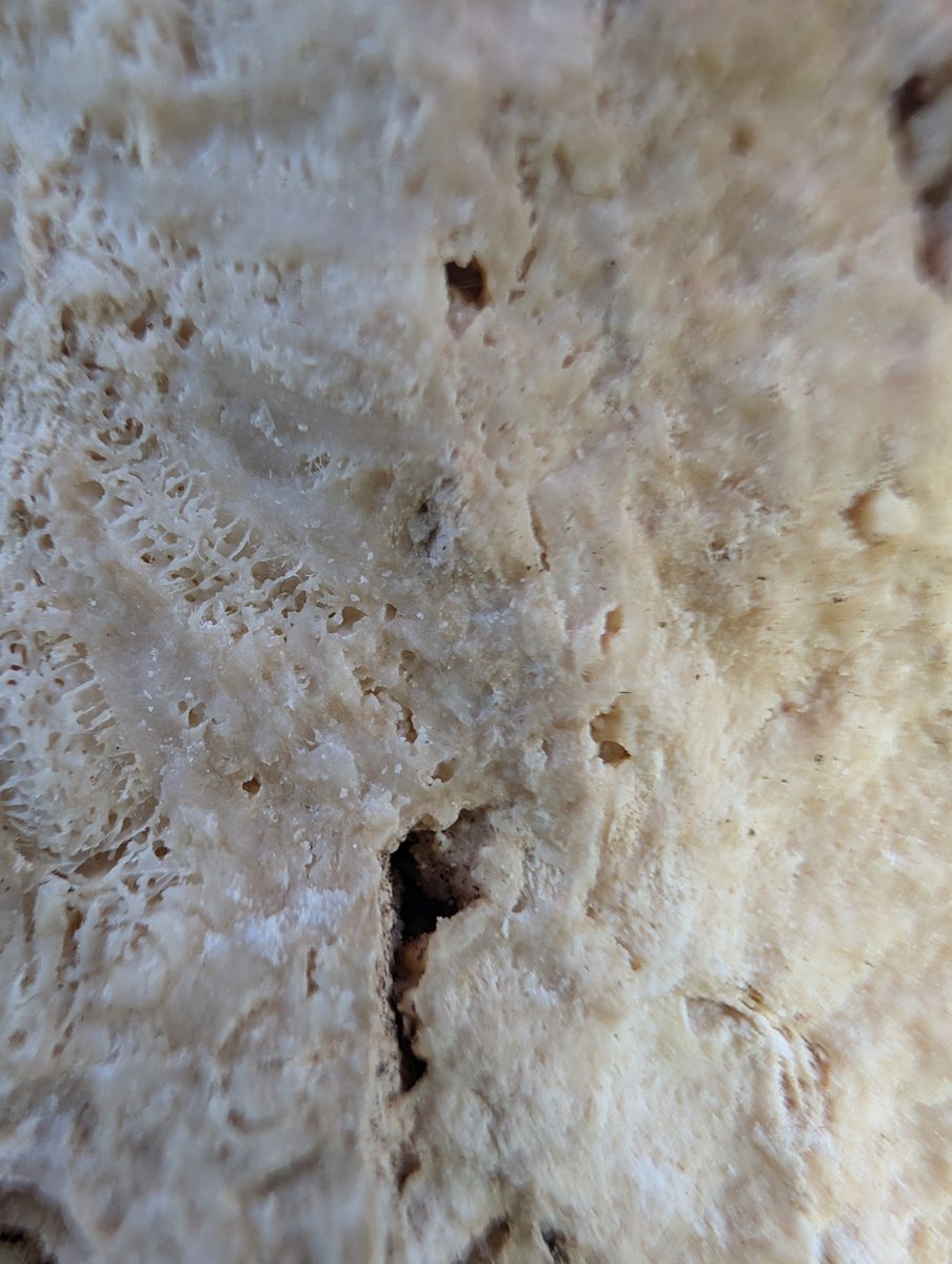 Coral-bearing boulders: Coral- and bioencruster-bearing boulders sit landward of spurs and grooves; in-place versus storm-transport origin remains unresolved.