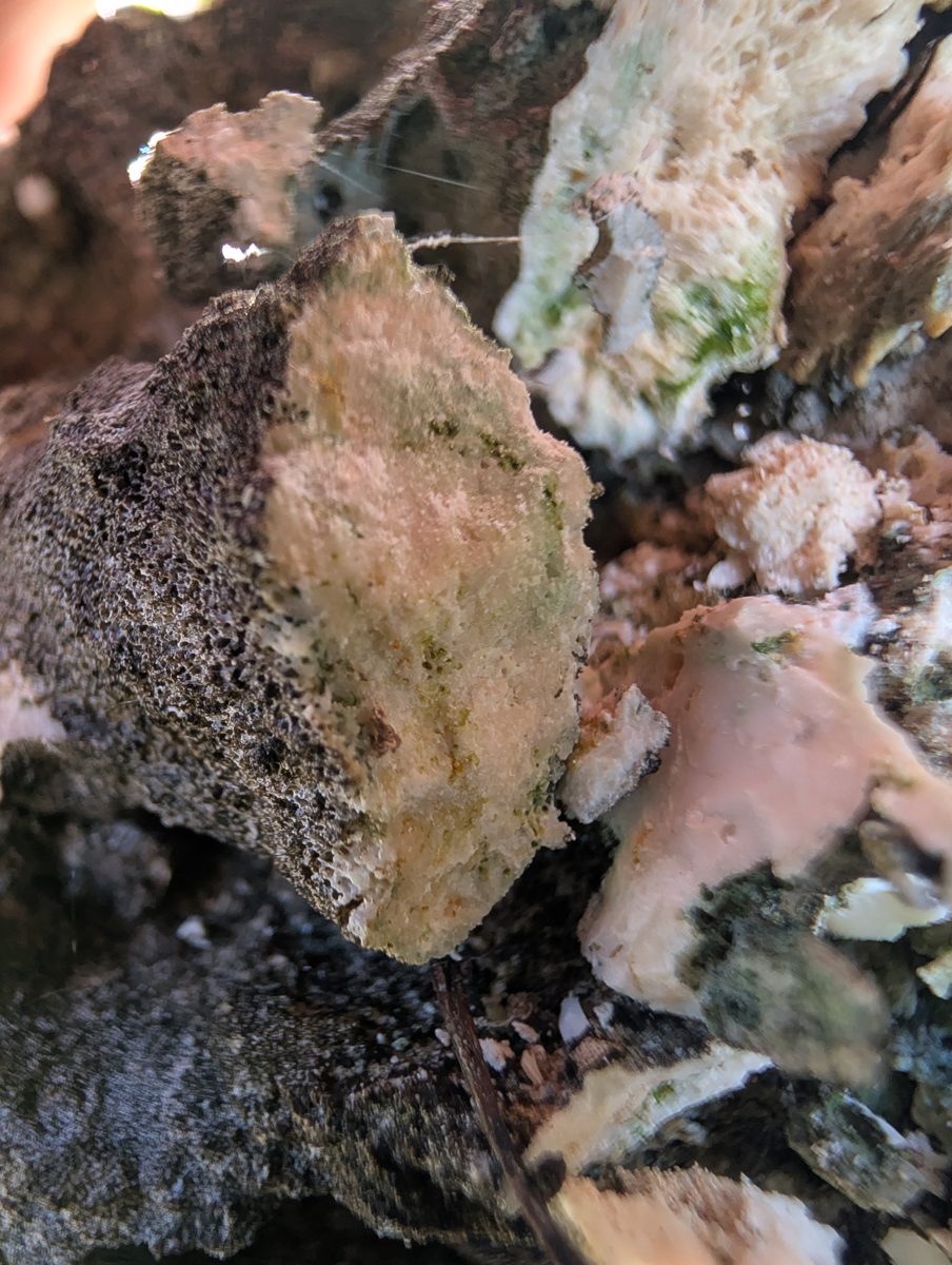 Coral-bearing boulders: Coral- and bioencruster-bearing boulders sit landward of spurs and grooves; in-place versus storm-transport origin remains unresolved.