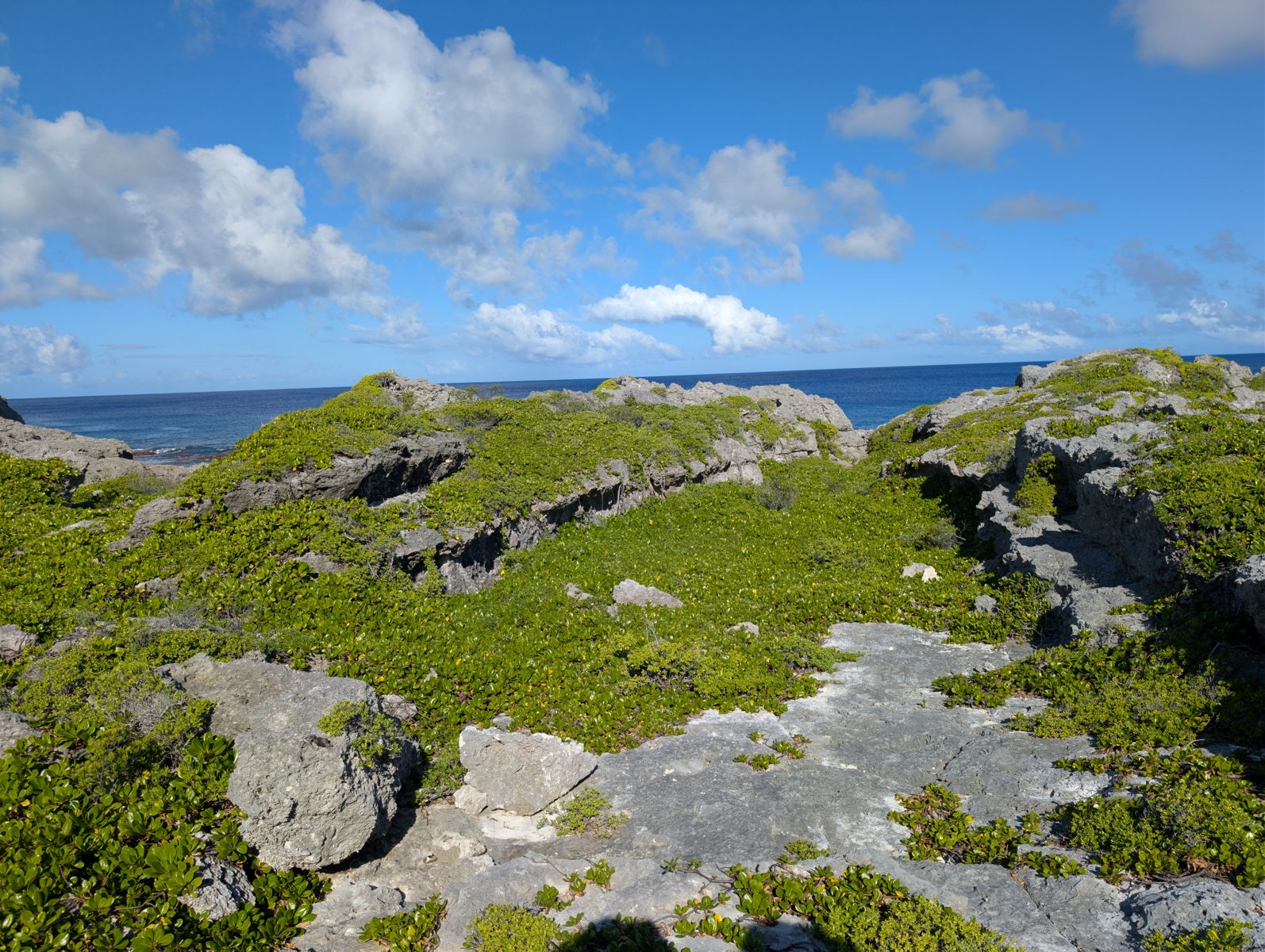 Vegetated pool ledge: A near-constant ledge level around a vegetated low suggests a pool-like feature on the reef flat.