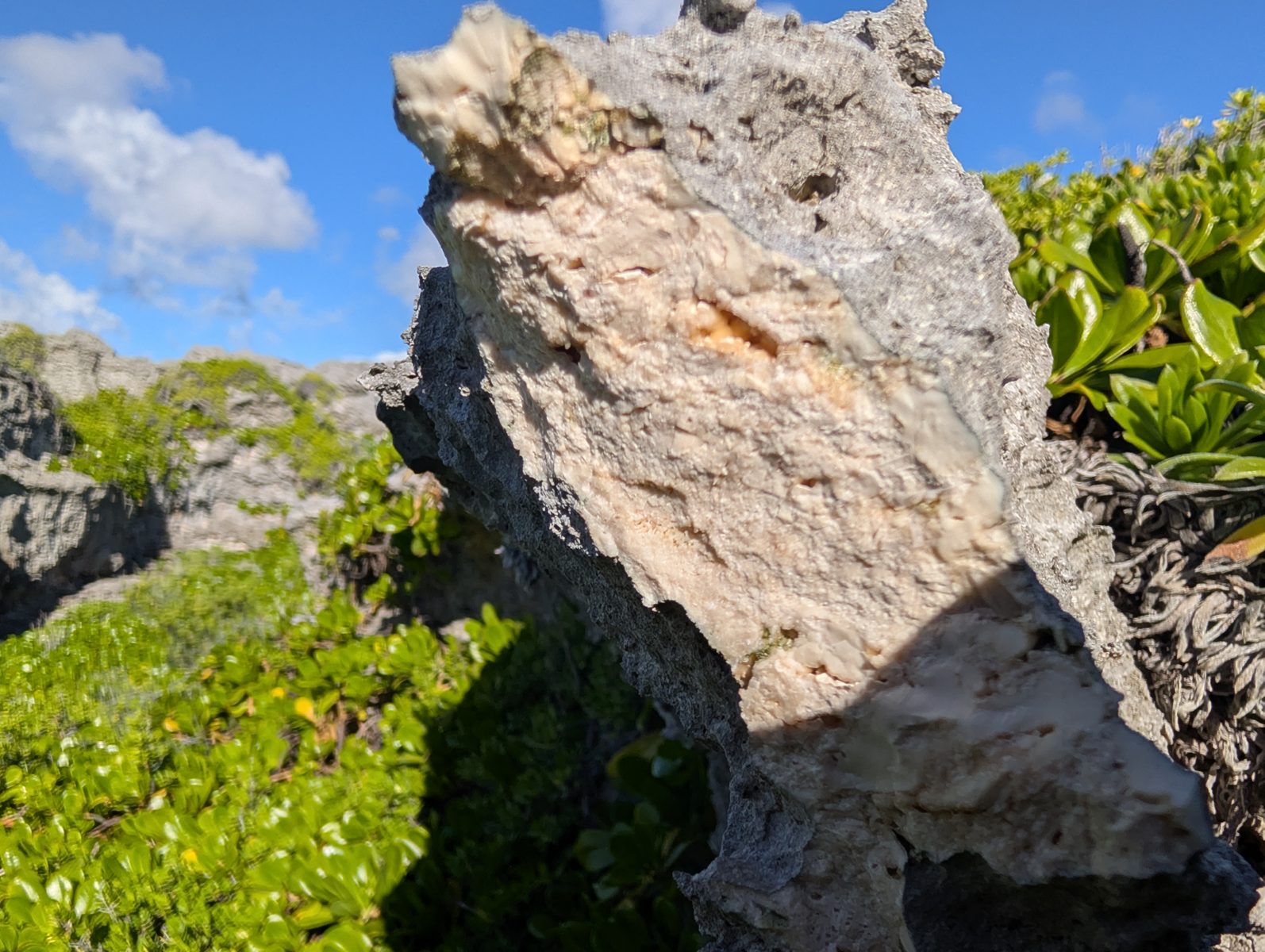 Ledge lithology photos: Photos record blocky micrite or microcrystalline calcite, small grains, and lighter platy or elongate carbonate in the ledge rock.