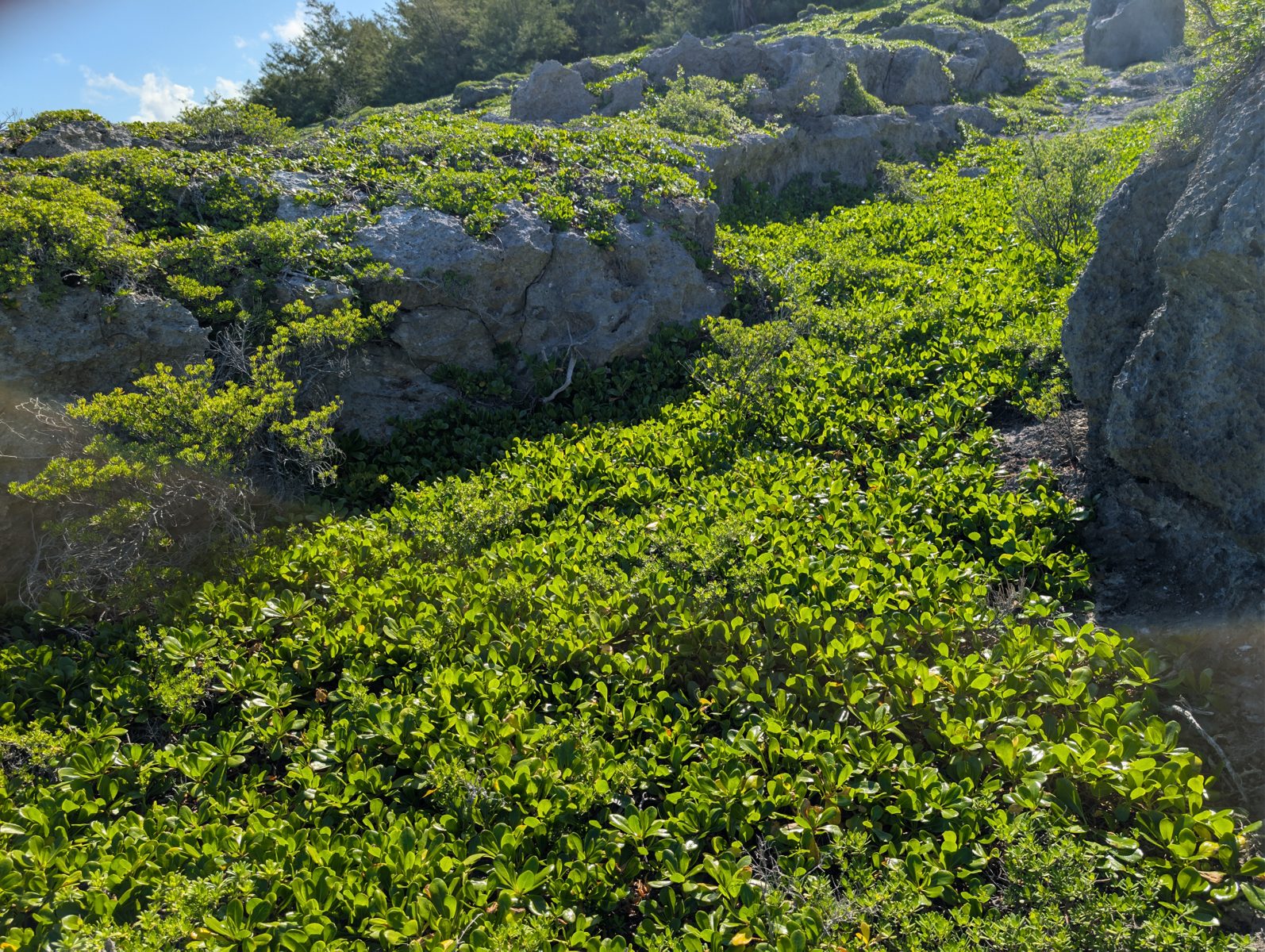 Pool ledge hypothesis: Storm overwash ponding was raised as one possible explanation for downward erosion through limestone and a ledge around the pool.