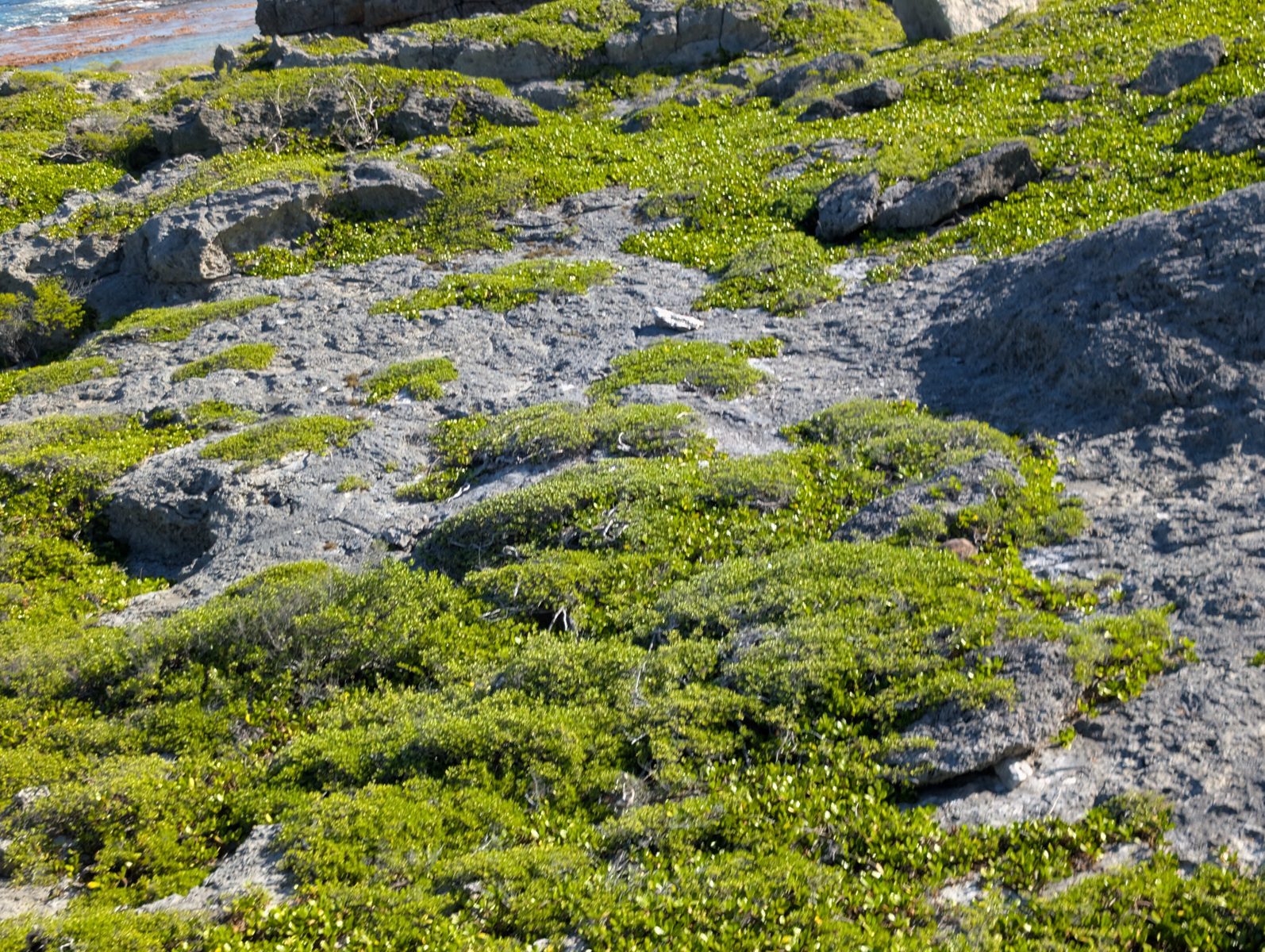 Teunu storm block: At Teunu, the team sampled the outcrop while a recently upturned storm block exposed a fresh white surface.