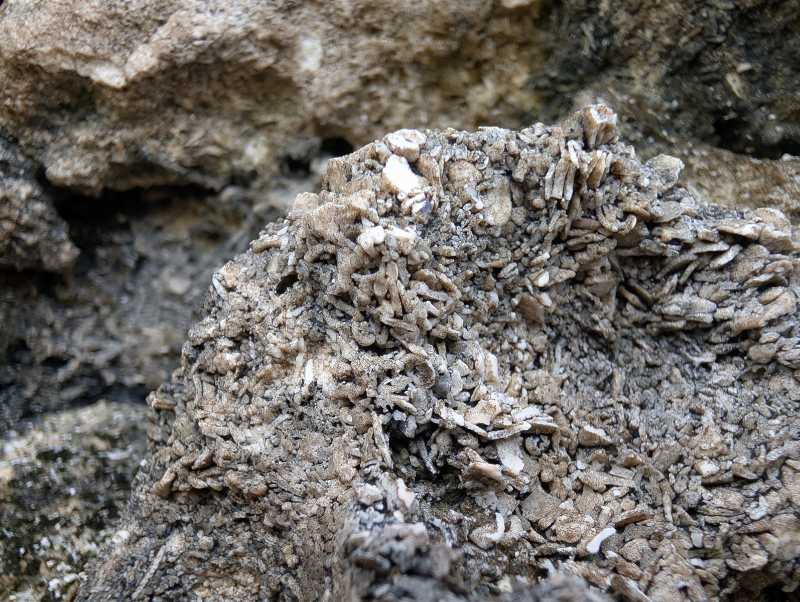 HS123 platy vertical fabric: A vertical platy or Halimeda-like fabric was photographed; identification remains uncertain.