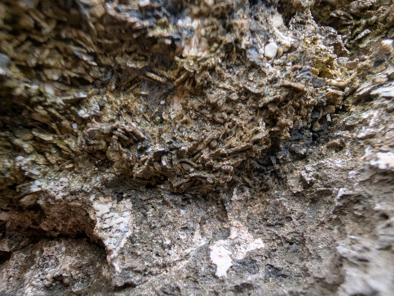HS123 platy vertical fabric: A vertical platy or Halimeda-like fabric was photographed; identification remains uncertain.