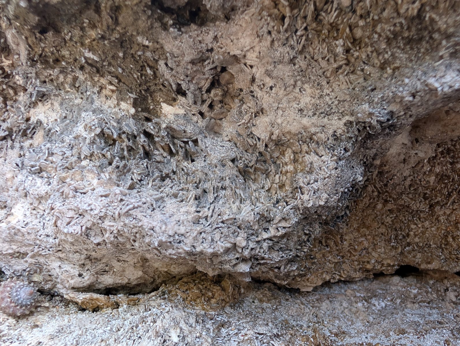 HS123 platy vertical fabric: A vertical platy or Halimeda-like fabric was photographed; identification remains uncertain.