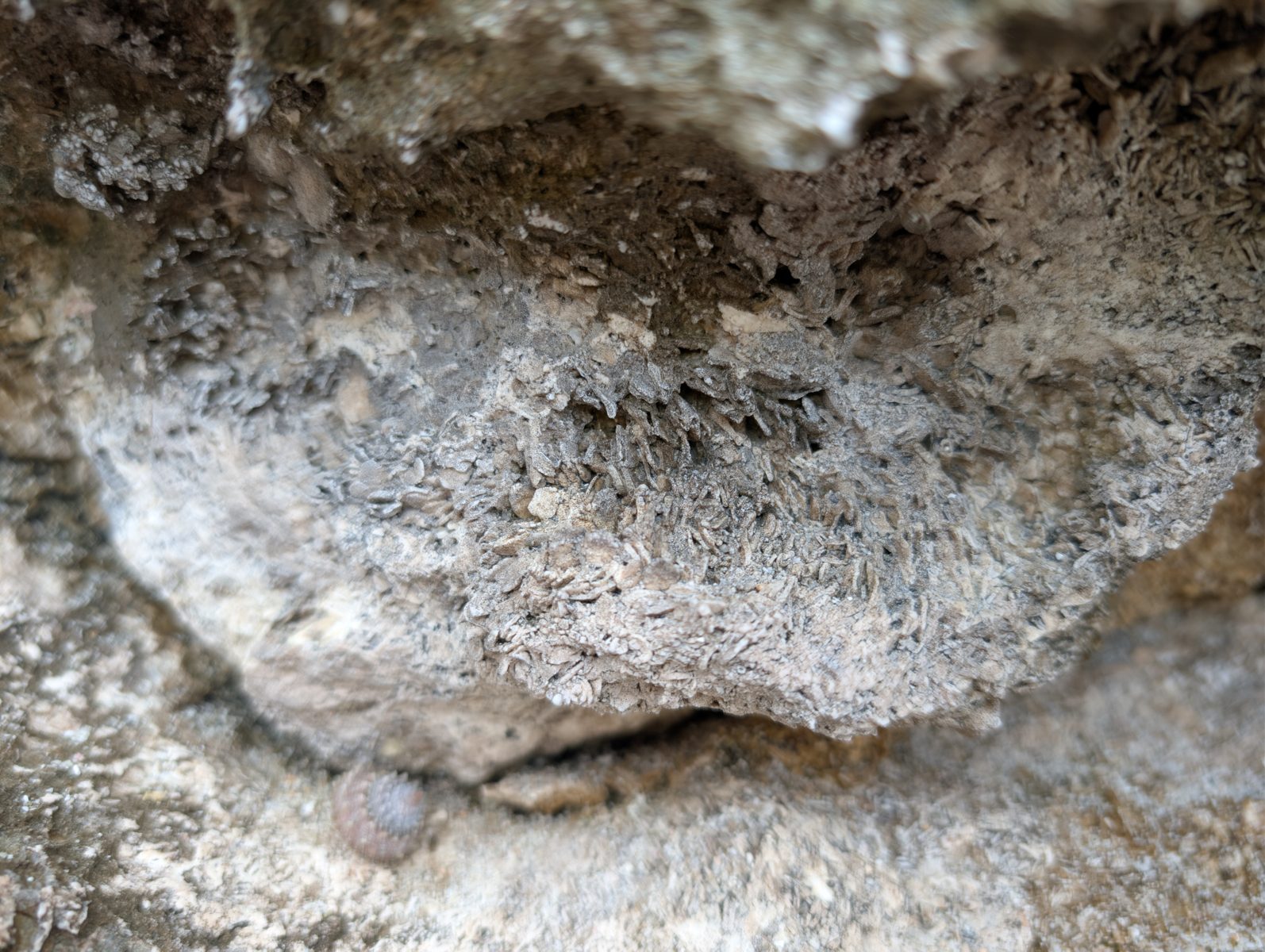 HS123 platy vertical fabric: A vertical platy or Halimeda-like fabric was photographed; identification remains uncertain.