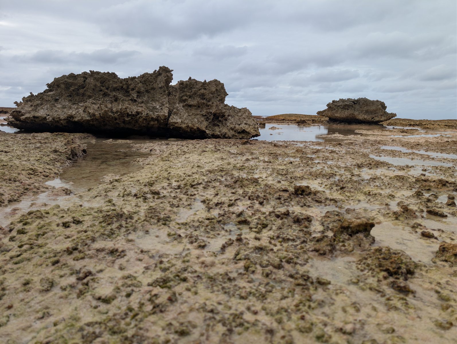 Cracks through coral colonies: Horizontal cracks pass through large coral colonies, cautioning against treating them as simple erosional surfaces.