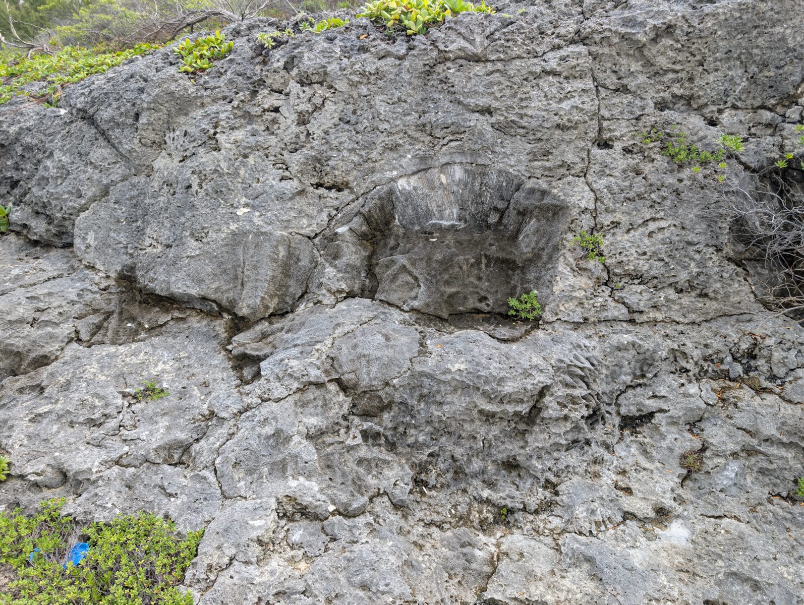 Cracks through coral colonies: Horizontal cracks pass through large coral colonies, cautioning against treating them as simple erosional surfaces.