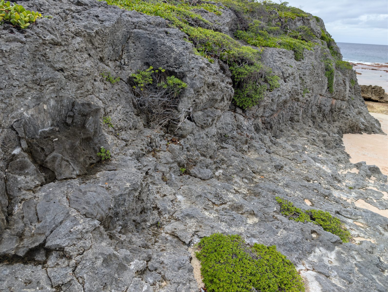 Cracks through coral colonies: Horizontal cracks pass through large coral colonies, cautioning against treating them as simple erosional surfaces.