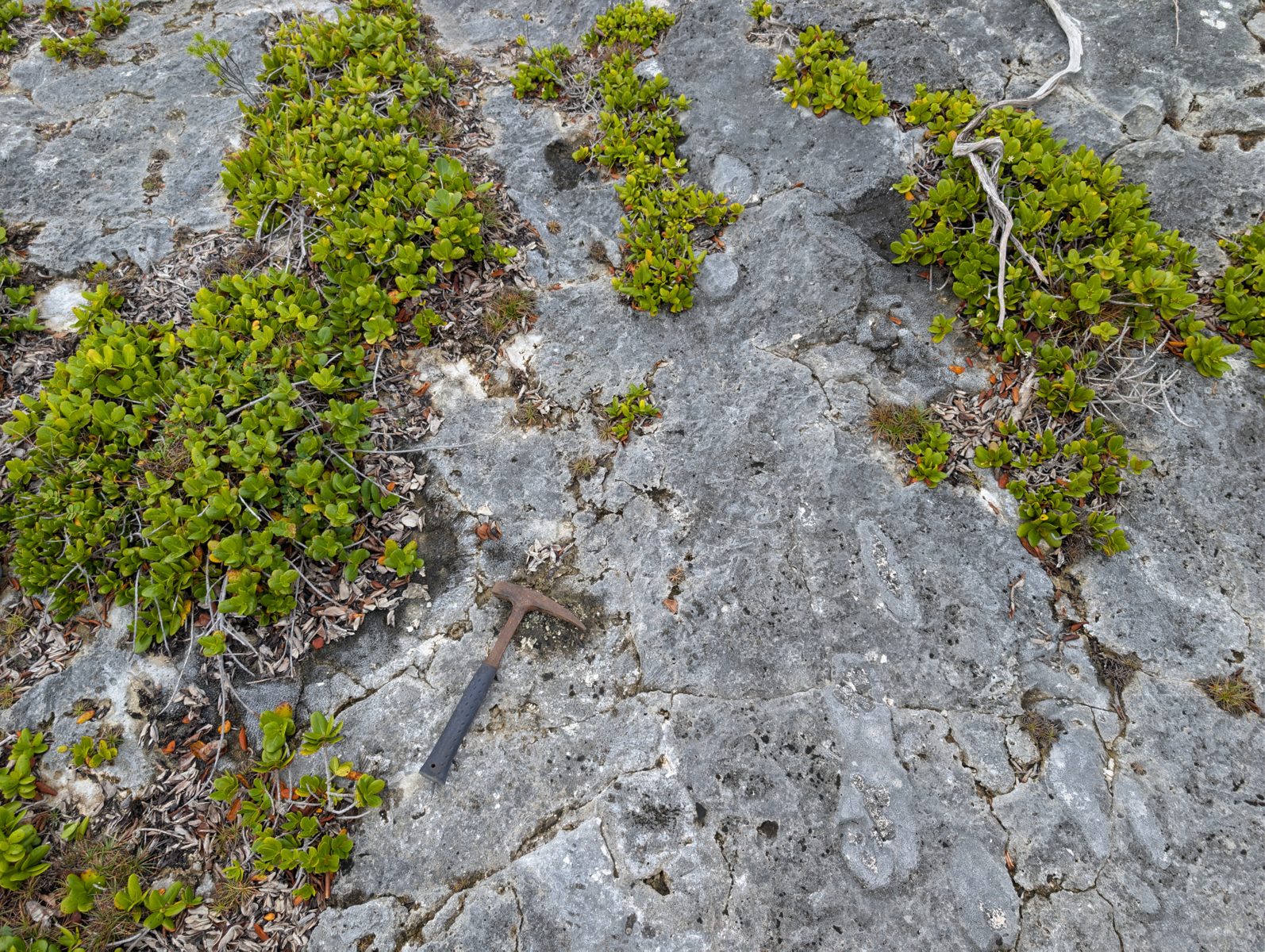 HS123 flat coral colonies: Photos show large coral colonies on the flat behind the spurs.