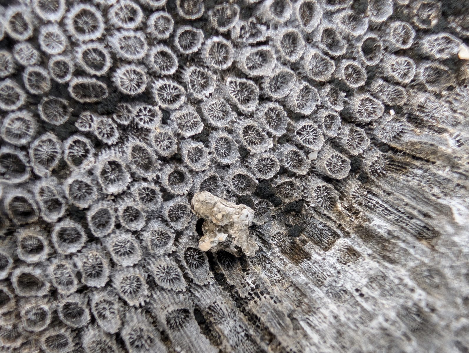 HS123 flat coral colonies: Photos show large coral colonies on the flat behind the spurs.