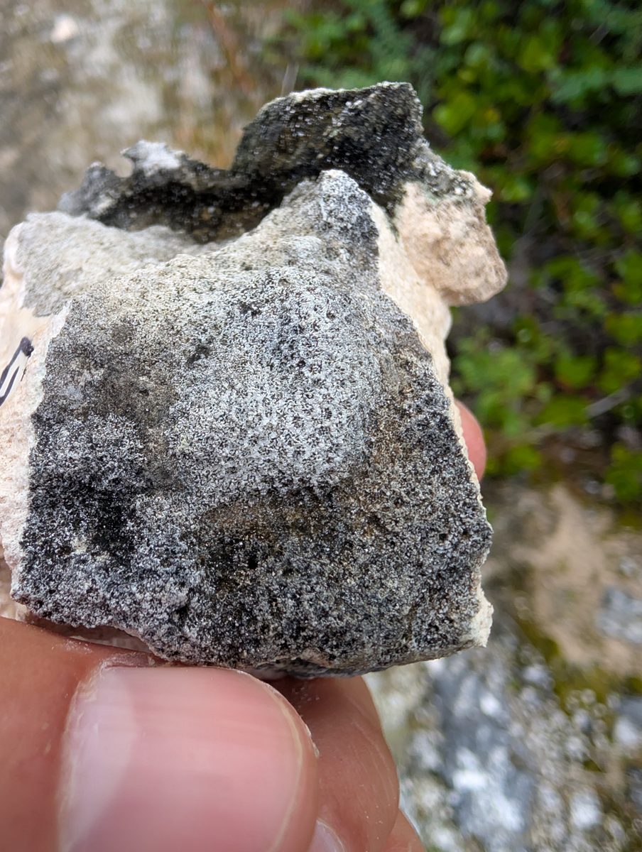 HS123G coral-encruster sample: HS123G sampled a small coral surrounded by encrusters, with pieces for Emalee and Blake.