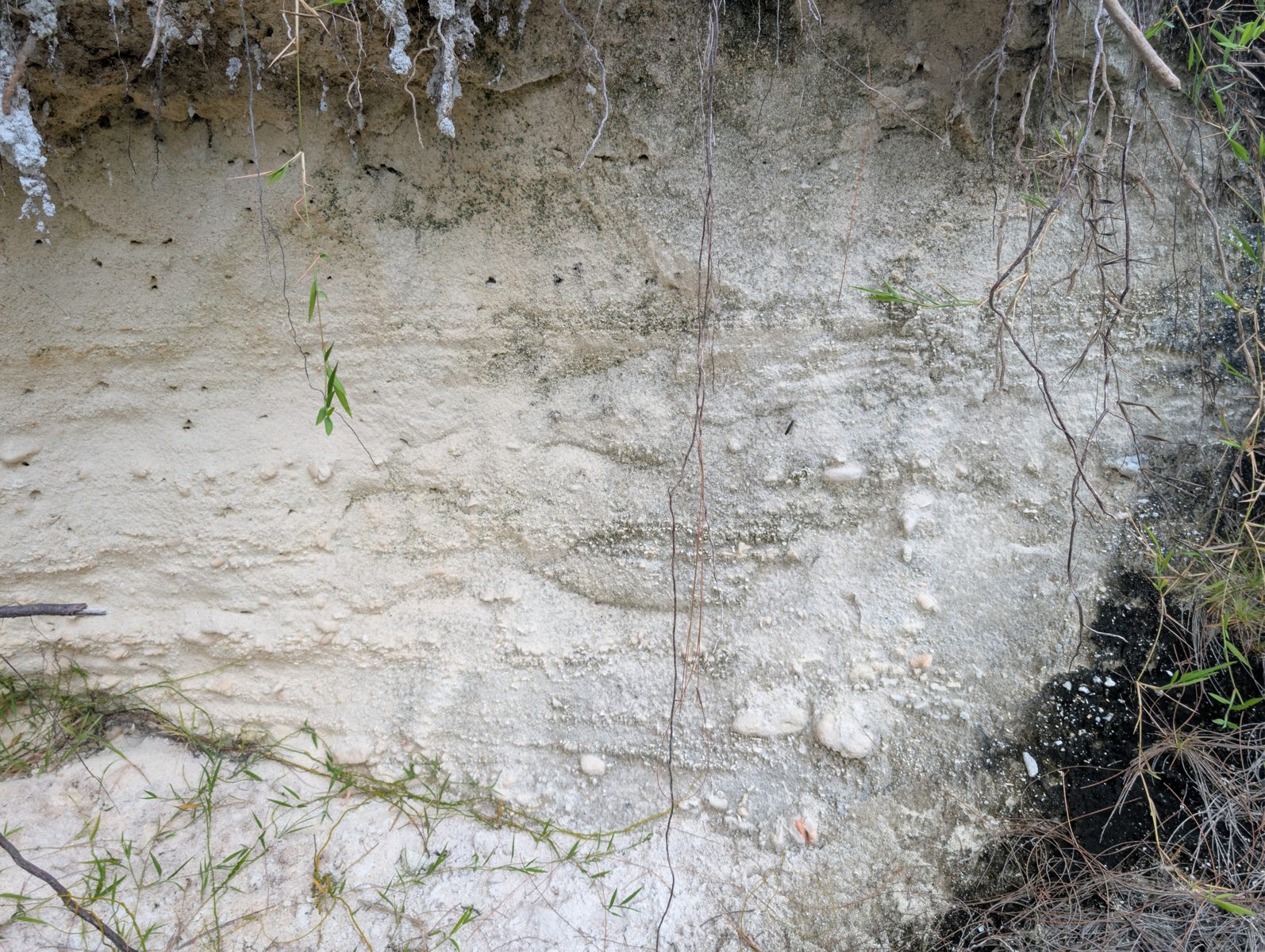 Road-material cross-section: A backhoe-cleared cross-section through road or dune material was photographed.