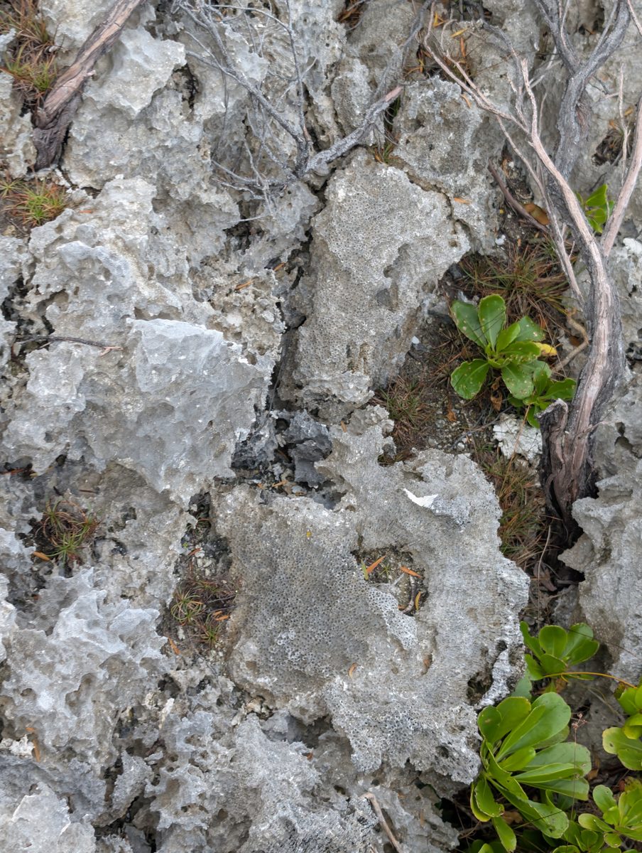 HS124 sharp weathering: HS124 rock weathering was described as sharper and more micro-rough than earlier Mitiaro stops.