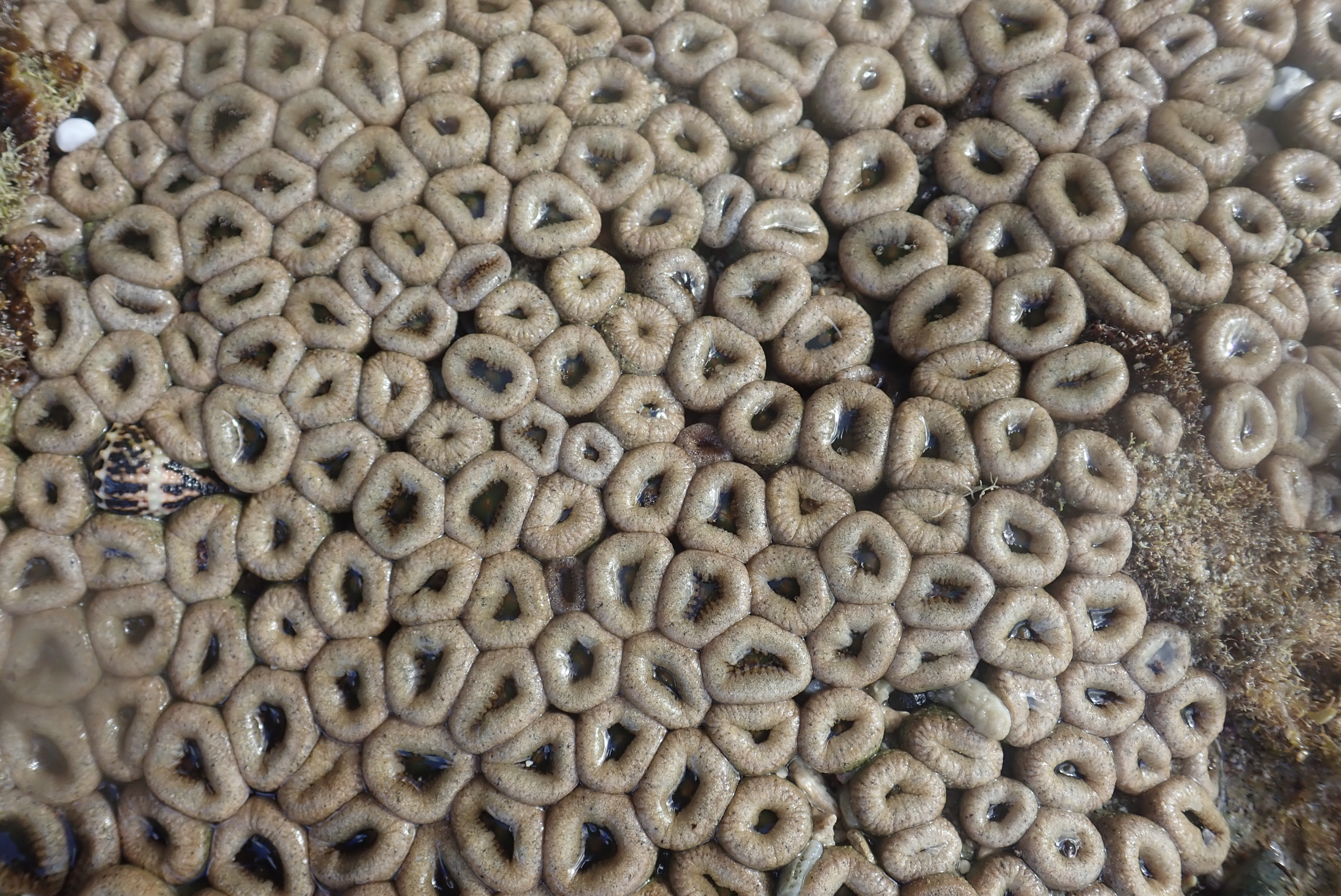 Close view of a dense mat of small tan polyps in shallow water on an exposed reef flat.