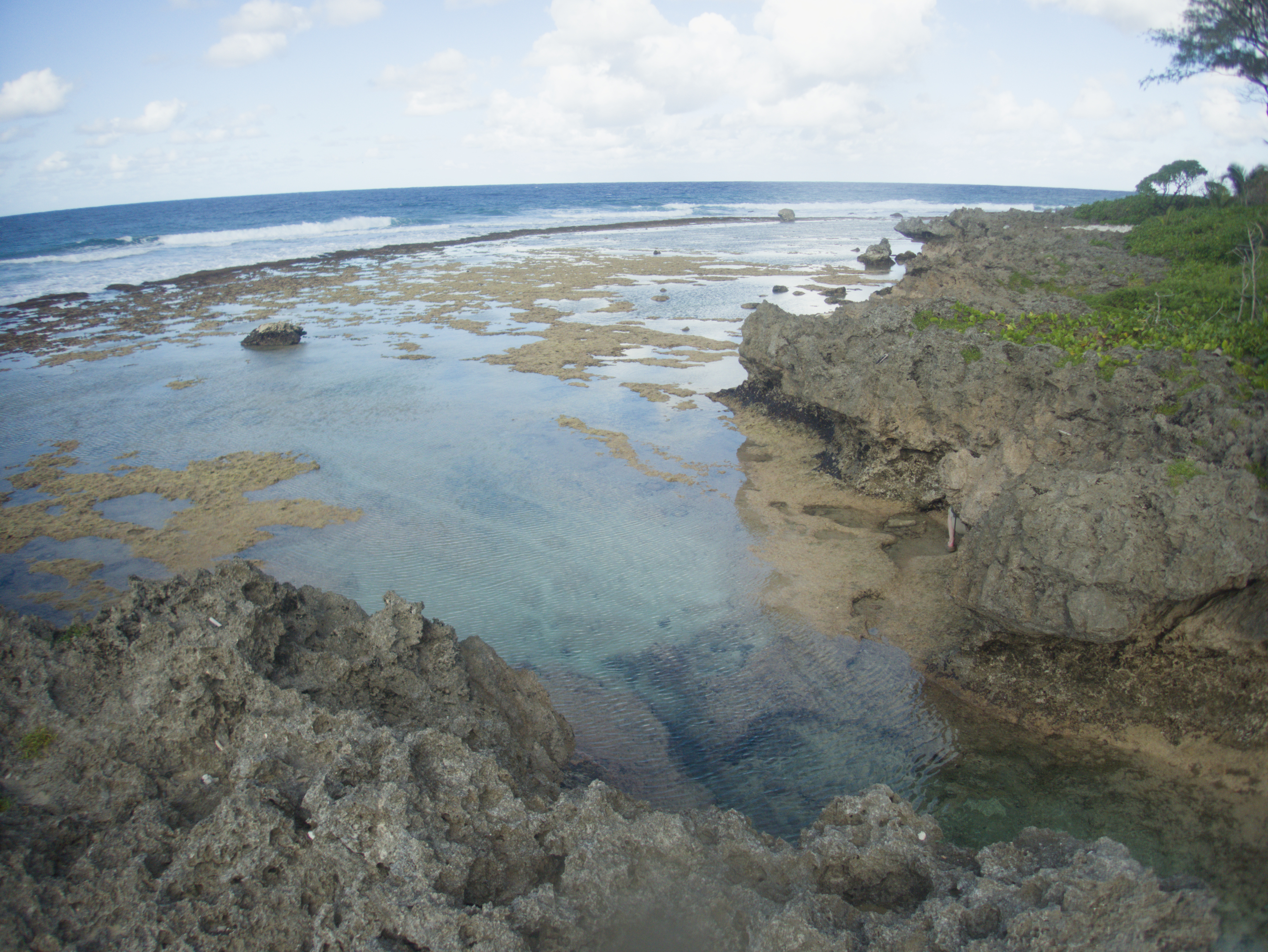 Low-tide coastal scene with water-filled pools, weathered rock, an exposed reef flat, breaking waves, and open ocean.
