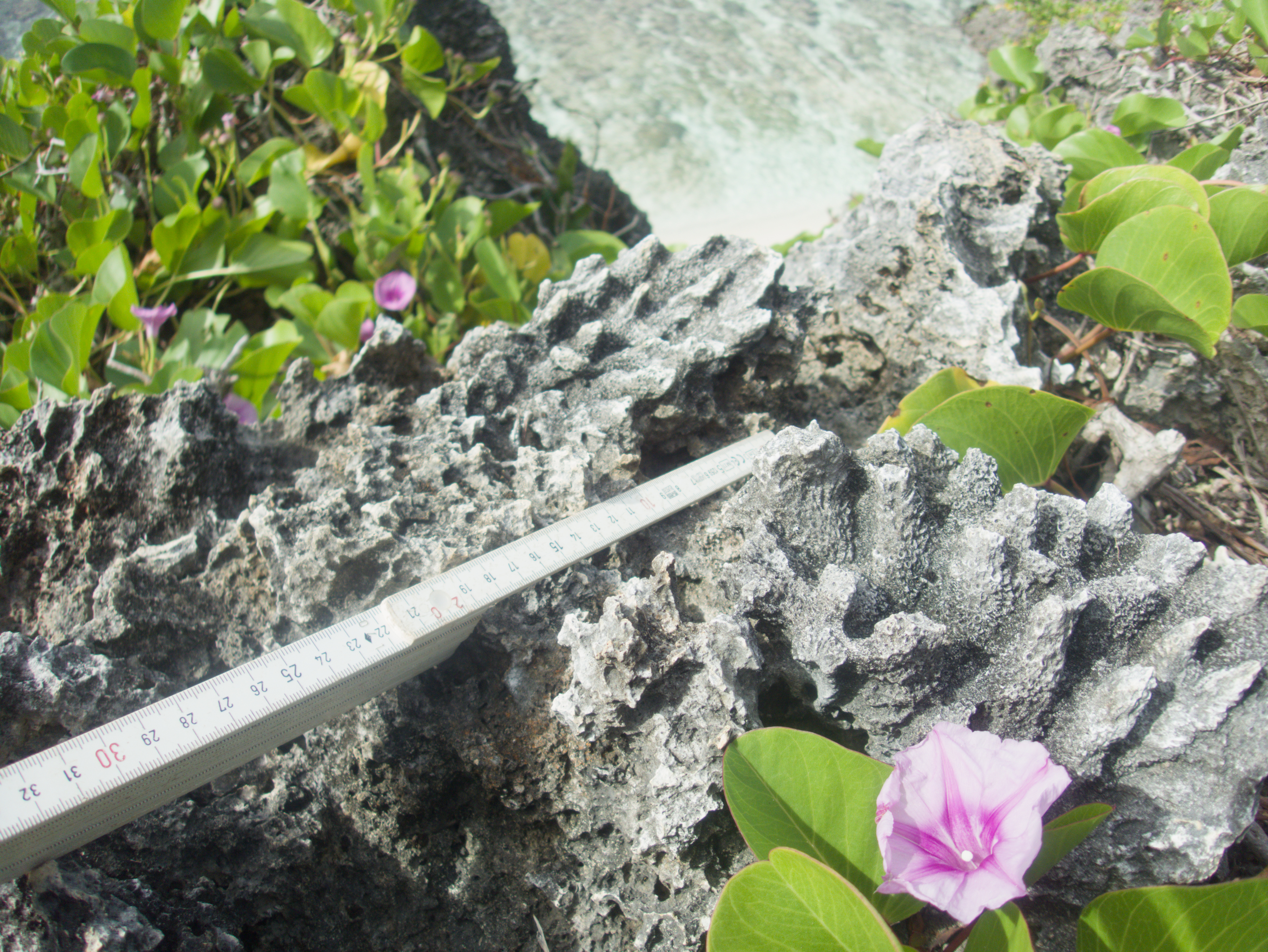 Close view of branching coral at HS111 with a ruler laid across the exposed reef framework.